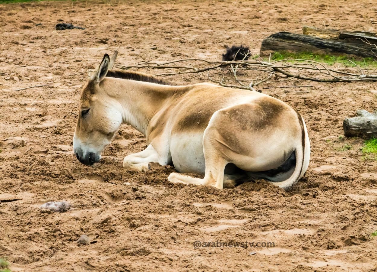 Onager Returns to Saudi Desert After a Century as First Wild Foal Marks Conservation Milestone